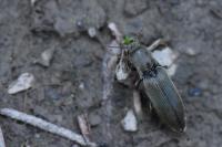 Agriotes pilosellus