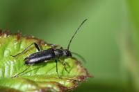 Grammoptera ruficornis