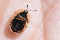 Hypocassida subferruginea