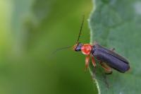 Cantharis pellucida