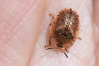 Hypocassida subferruginea