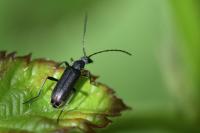 Grammoptera ruficornis