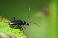 Grammoptera ruficornis