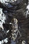 Xylotrechus rusticus