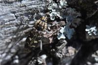 Xylotrechus rusticus