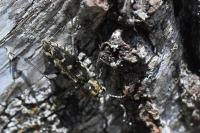 Xylotrechus rusticus