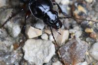 Pterostichus madidus