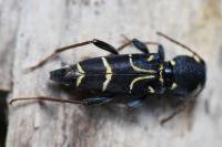 Xylotrechus antilope