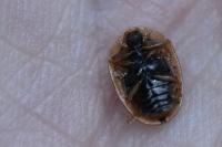 Hypocassida subferruginea