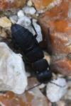Ocypus olens