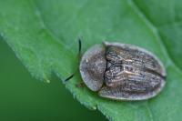 Hypocassida subferruginea