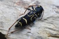 Xylotrechus antilope