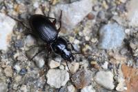 Pterostichus madidus