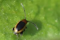 Longitarsus dorsalis