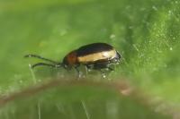 Longitarsus dorsalis