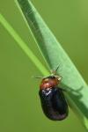 Smaragdina salicina