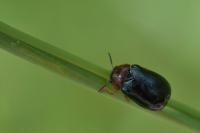 Smaragdina salicina