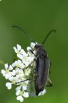 Anastrangalia dubia