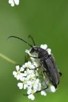 Anastrangalia dubia