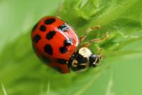 Harmonia axyridis