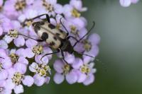 Pachytodes cerambyciformis