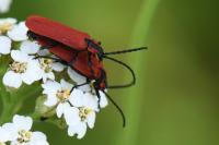 Lygistopterus sanguineus