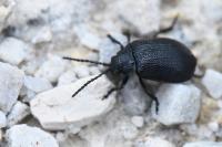 Galeruca tanaceti