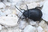 Galeruca tanaceti