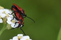Lygistopterus sanguineus