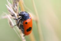 Clytra laeviuscula