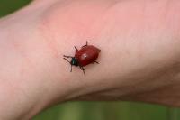 Chrysomela populi