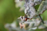Cryptocephalus bipunctatus