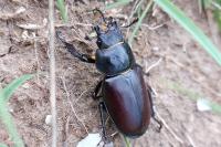 Lucanus cervus