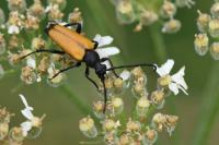 Stictoleptura fulva