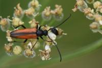 Stenurella melanura