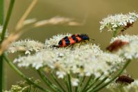 Trichodes alvearius