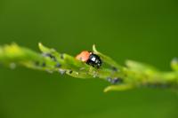 Coccinella septempunctata
