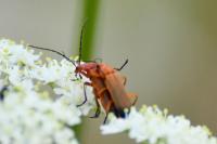 Rhagonycha fulva