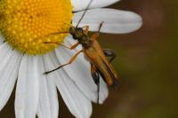 Oedemera podagrariae