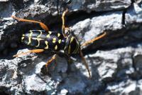 Plagionotus arcuatus