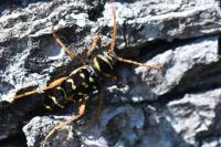 Plagionotus arcuatus