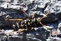 Plagionotus arcuatus