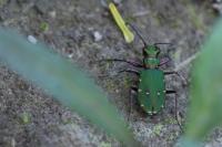 Cicindela campestris