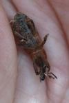 Lixus punctiventris
