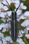 Agapanthia cardui