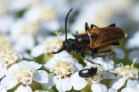 Pseudovadonia livida