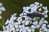 Agapanthia cardui