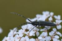 Agapanthia cardui