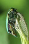 Lytta vesicatoria