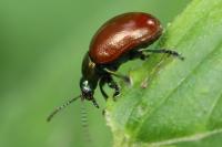 Chrysolina polita
